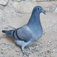 کبوتر