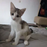 واگذاری فوری بچه گربه