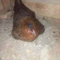مرغ کرچ