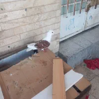 دوکت نر مست مست 10 به 10 معاویه با یک جفت مرق عشق