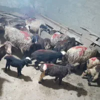 گوسفند|حیوانات مزرعه|ازنا, |دیوار