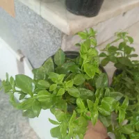 گل ناز|گل و گیاه طبیعی|نیشابور, باغ نو|دیوار