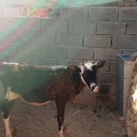 گوساله ماده