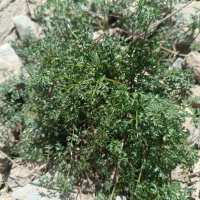 سبزی کوهی تازه