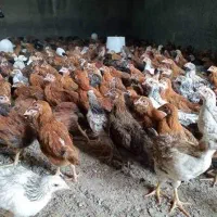 فروش جوجه اصل گلپایگانی کیفیت تضمینی