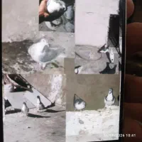 کفتر