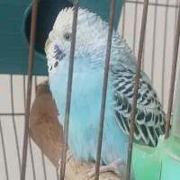 مرغ عشق انگلیسی