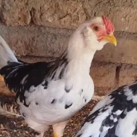 خروس گلین