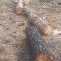 خریدار انواع چوب