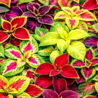 گیاه حسن یوسف گل سنگ برگ بیدی گلیکوما سینگونیوم