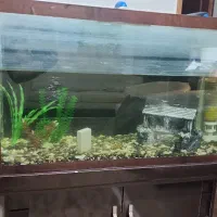 اکواریوم