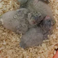 جوجه طوطی راهب