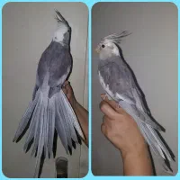 عروس هلندی رام و سخنگو پرورش خانگی