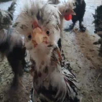 خروس