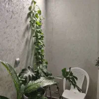 خدماتی گل و گیاه در منزل