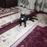 گربه خونگی تمیز بازیگوش