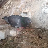 پلاکی
