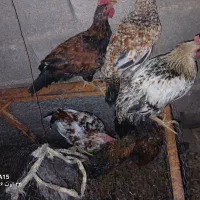 فروش چهار عدد خروس محلی