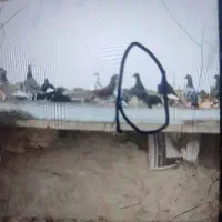 کفتر گم شده|حیوانات|تایباد, |دیوار