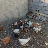 فروش جوجه مرغ