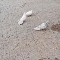 کبوتر سرور کله ای.