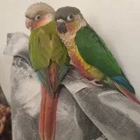 گرینچیک آناناسی اکستریم رد