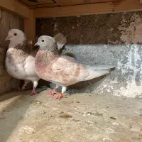 کفتر هما و هما سرور ساعت سنگین با جوجه