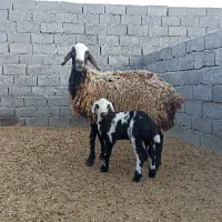 گوسفند.میش شال اصل بره دار با بره نر پلنگی بروجردی