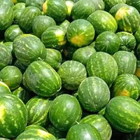 هندوانه گرد/ بیضی /فارس /گچساران|خوردنی و آشامیدنی|تهران, آبشار|دیوار