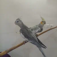 عروس هلندی جوجه