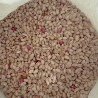 فروش لوبیا چیتی درجه یک