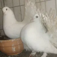 جفت چتری  انگلیسی مولد