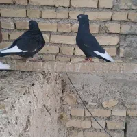 کبوتر قره سیاه رنگی