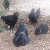 خروس آیام سمانی نژاد اصل اندونزی