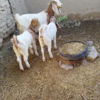 بز پاکستانی زاییده