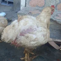 مرغ گوشتی|حیوانات مزرعه|دالخانی, |دیوار