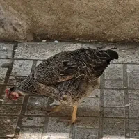 ۲عددمرغ جوان حدود۸ماه