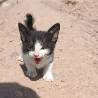 گربه