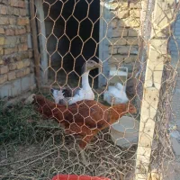 غاز