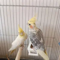 عروس هلندی یک جفت