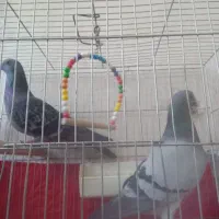 فروش یک جفت کبوترمسافتی