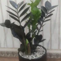 گل زاموفیلیا بلک