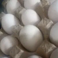 تخم مرغ نطفه دار