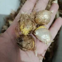 پیاز گل فرزیا