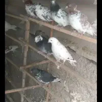 کفتر ساعتی