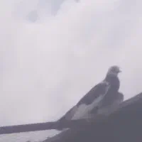 کبوتر ابلغ ماده یک میلیون