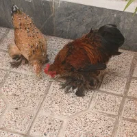 مرغ خروس زینتی