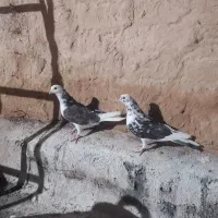 نروماده پرشی مایه کفتر