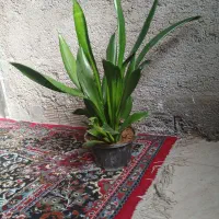 گل سانسوریا و پتوس