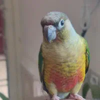 طوطی گرینچیک دستی